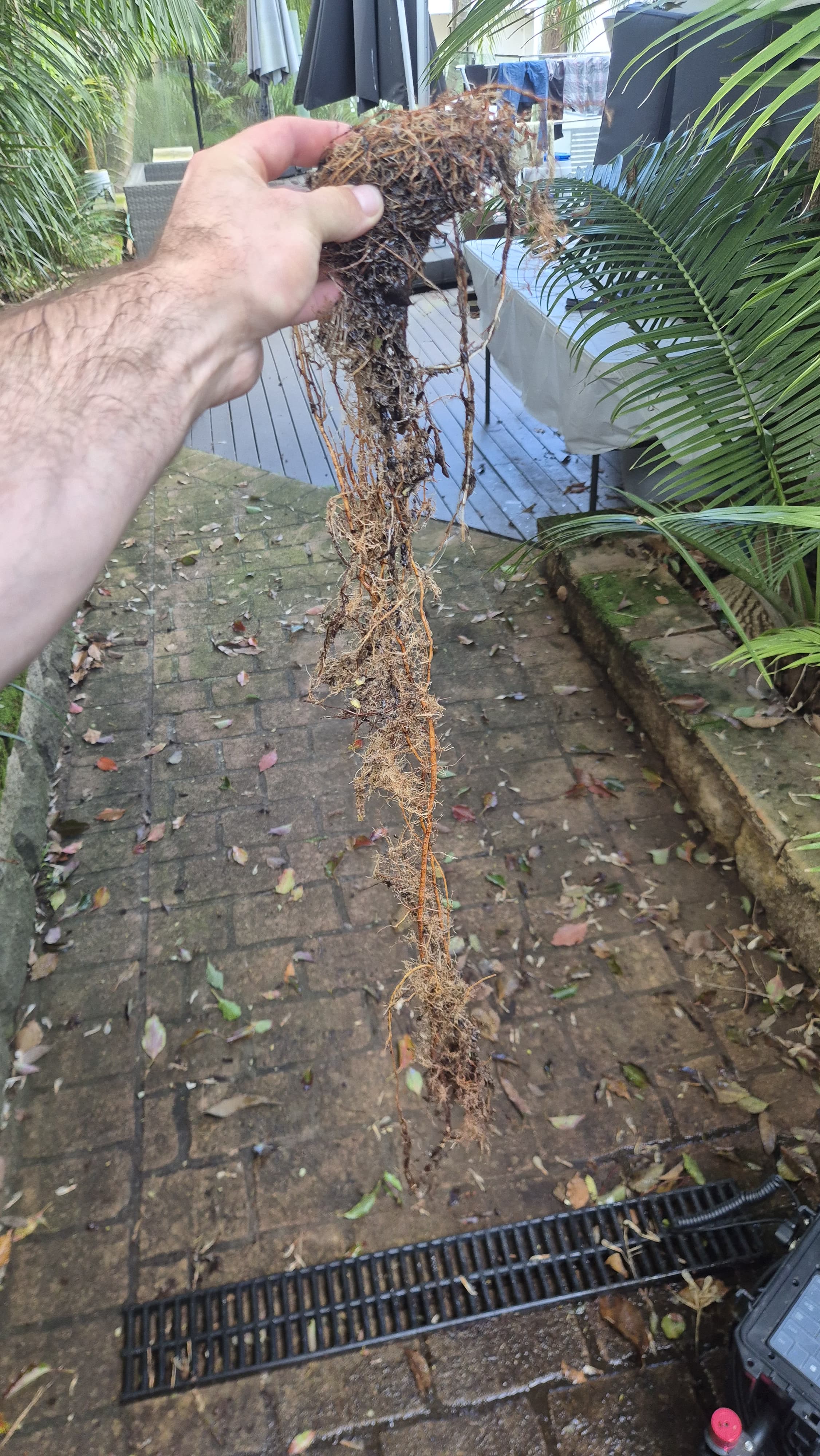Long mass of tree roots pulled out of a blocked drain beside a strip drain